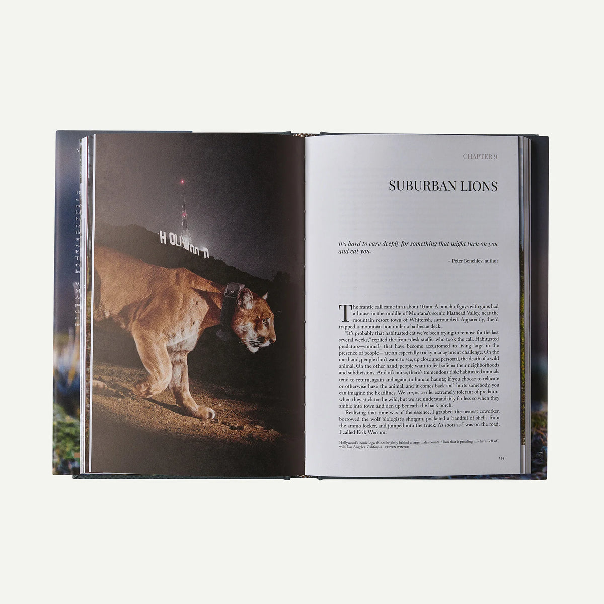 Path of the Puma: The Remarkable Resilience of the Mountain Lion (hardcover book) Main image
