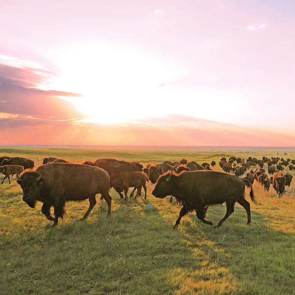 Bison Stick Variety Pack
