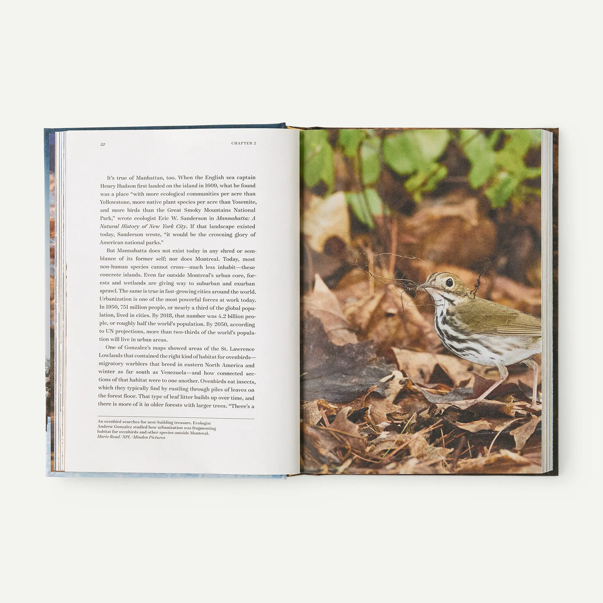 Roam: Wild Animals and the Race to Repair Our Fractured World, hardcover, published by Patagonia Main image