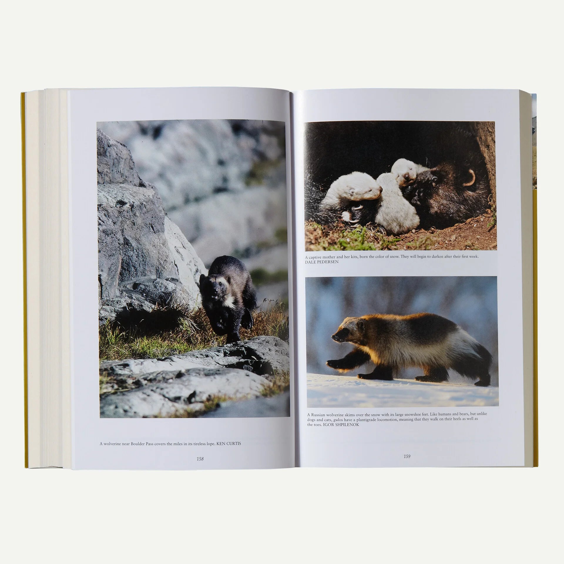 The Wolverine Way by Douglas Chadwick (Patagonia published paperback book) Secondary image