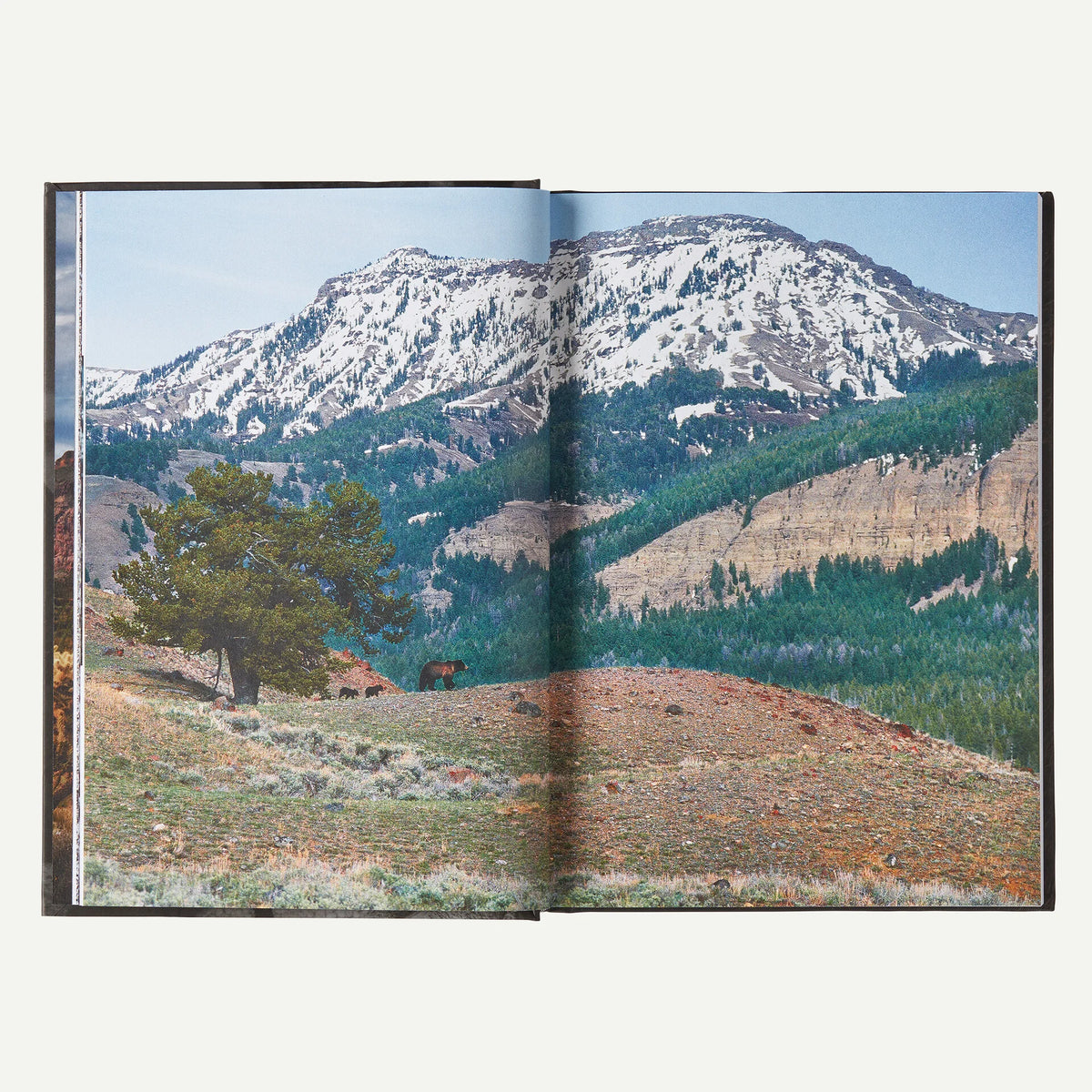Was It Worth It?: A Wilderness Warrior's Long Trail Home (by Doug Peacock)