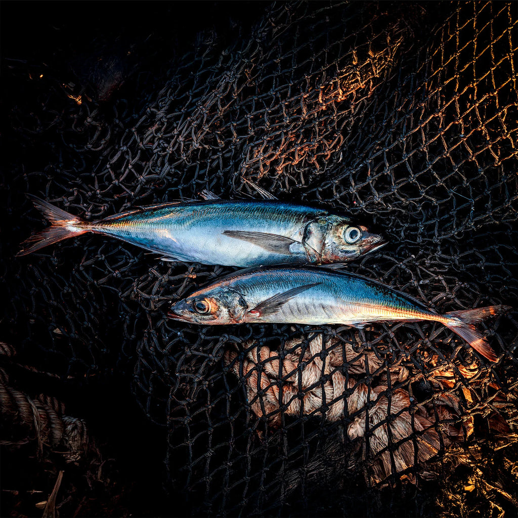 Smoked Jack Mackerel