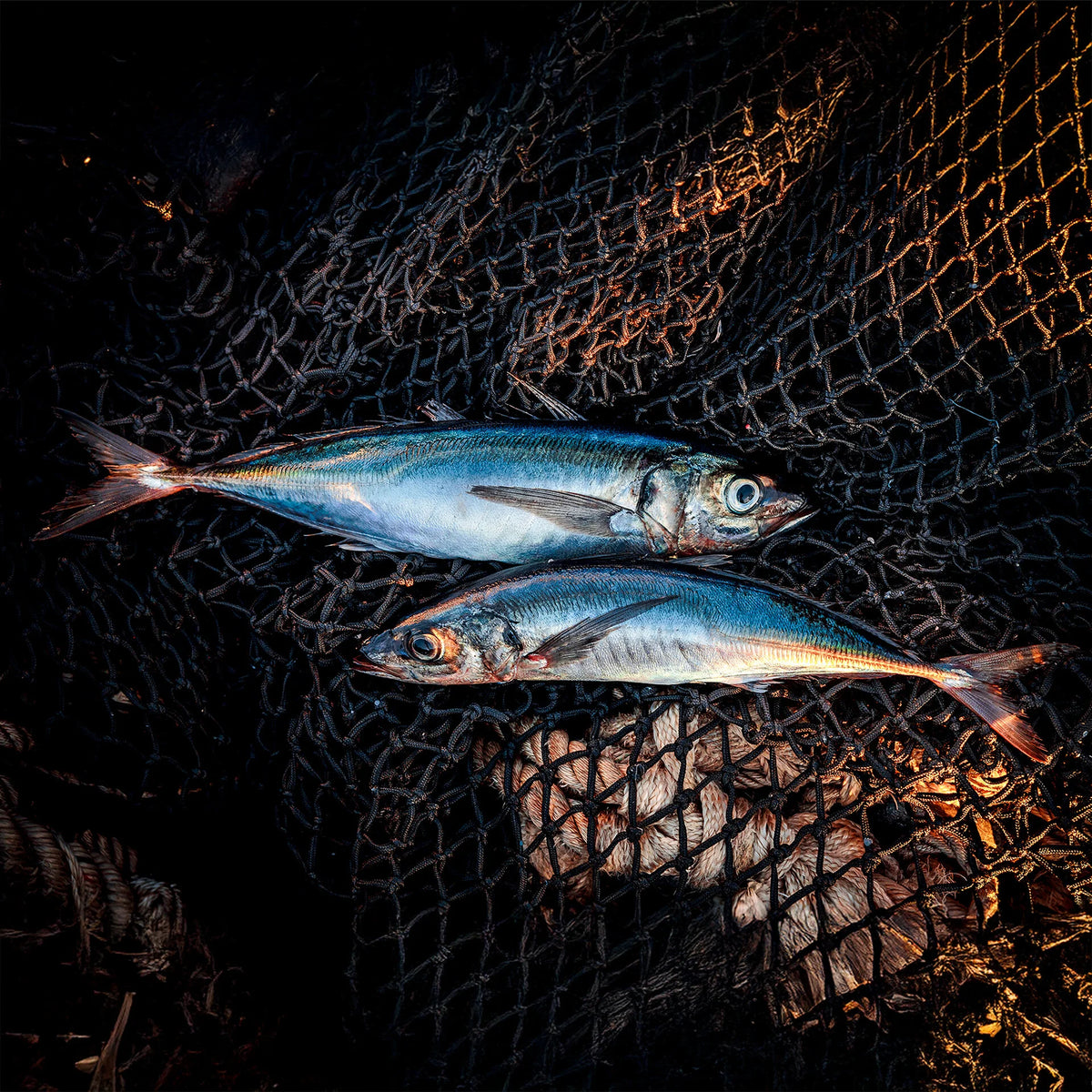 Smoked Jack Mackerel