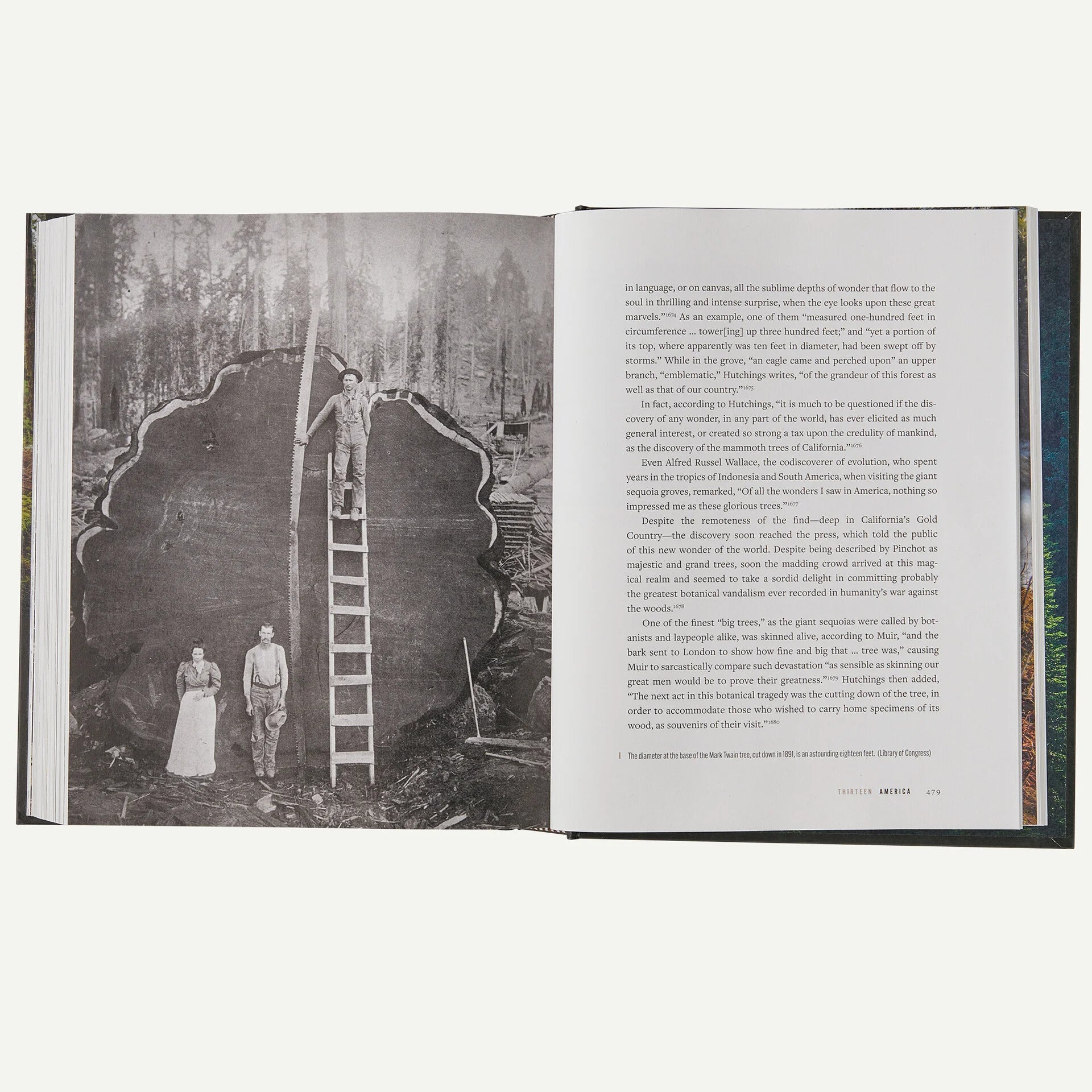 A Forest Journey: The Role of Trees in the Fate of Civilization (hardcover, published by Patagonia) Secondary image